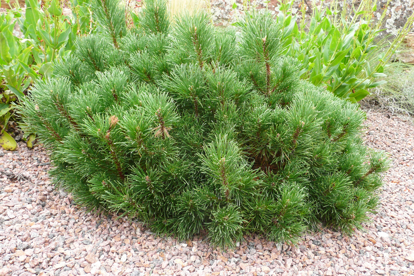 Valley Cushion Dwarf Mugo Pine